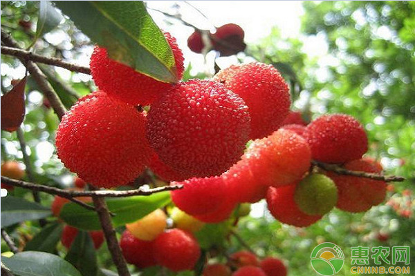 夏季楊梅樹修剪方法-圖片版權(quán)歸惠農(nóng)網(wǎng)所有