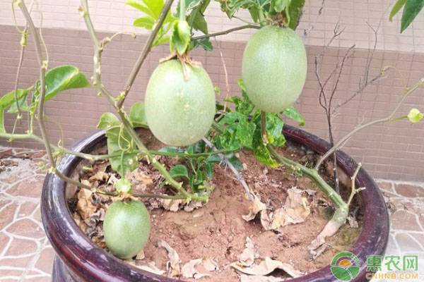 百香果防缺素型花葉病的措施有哪些？-圖片版權(quán)歸惠農(nóng)網(wǎng)所有