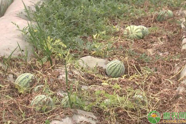 持續(xù)降雨對西瓜有何危害？如何做好管理？-圖片版權(quán)歸惠農(nóng)網(wǎng)所有