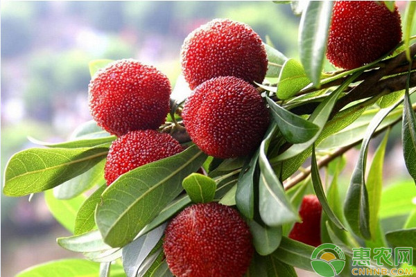 夏季楊梅樹修剪方法-圖片版權(quán)歸惠農(nóng)網(wǎng)所有