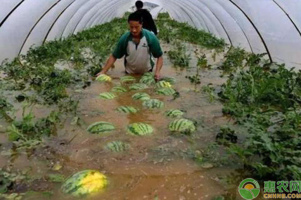 持續(xù)降雨對西瓜有何危害？如何做好管理？-圖片版權(quán)歸惠農(nóng)網(wǎng)所有