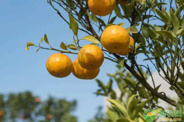 沃柑种植间距多少合适？如何种植？-图片版权归惠农网所有