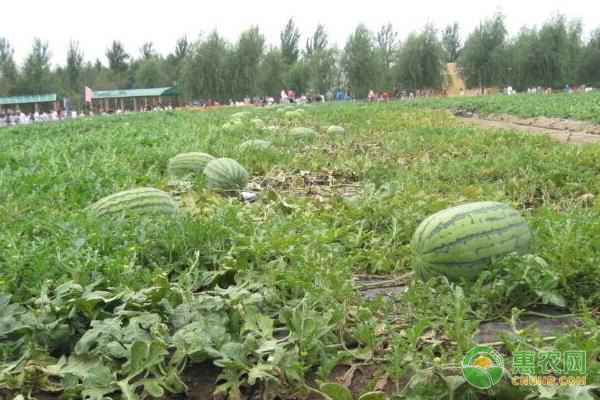 早春紅玉西瓜露地種植技術(shù)-圖片版權(quán)歸惠農(nóng)網(wǎng)所有