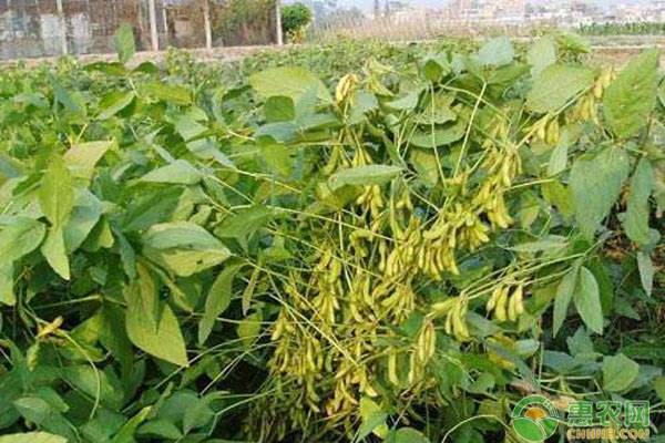 玉米大豆带状复合种植技术指导意见-图片版权归惠农网所有