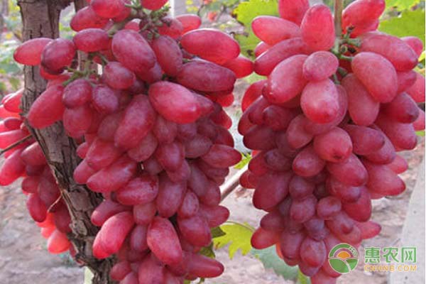 紅乳葡萄的春季管理技術(shù)-圖片版權(quán)歸惠農(nóng)網(wǎng)所有