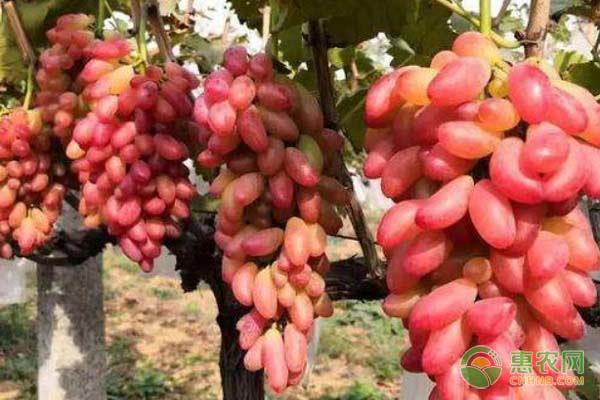 紅乳葡萄的春季管理技術(shù)-圖片版權(quán)歸惠農(nóng)網(wǎng)所有