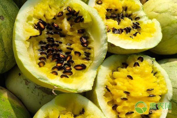 籽瓜的種植方法-圖片版權(quán)歸惠農(nóng)網(wǎng)所有