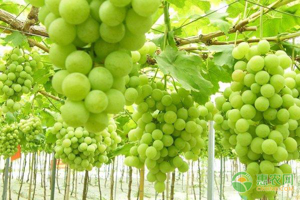 種植課堂：醉金香葡萄如何拉穗？-圖片版權(quán)歸惠農(nóng)網(wǎng)所有