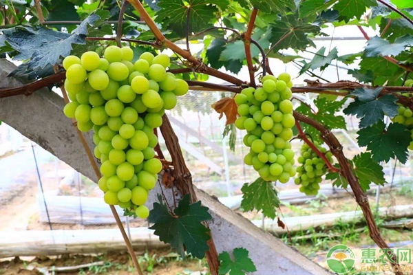 種植課堂：醉金香葡萄如何拉穗？-圖片版權(quán)歸惠農(nóng)網(wǎng)所有
