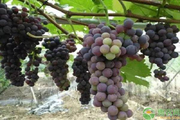夏黑葡萄什么時(shí)候保果最好？-圖片版權(quán)歸惠農(nóng)網(wǎng)所有