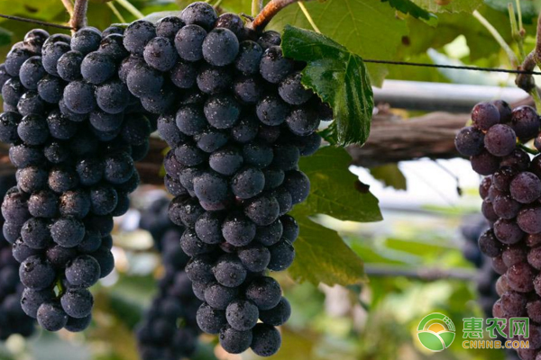 夏黑葡萄有籽吗？和巨峰葡萄哪个好吃？