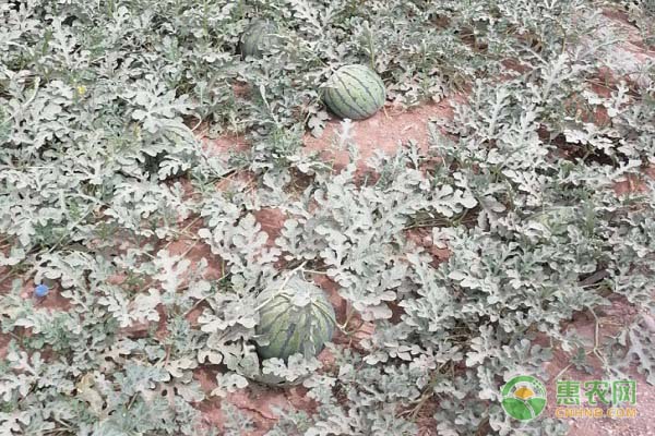 籽瓜的種植方法-圖片版權(quán)歸惠農(nóng)網(wǎng)所有