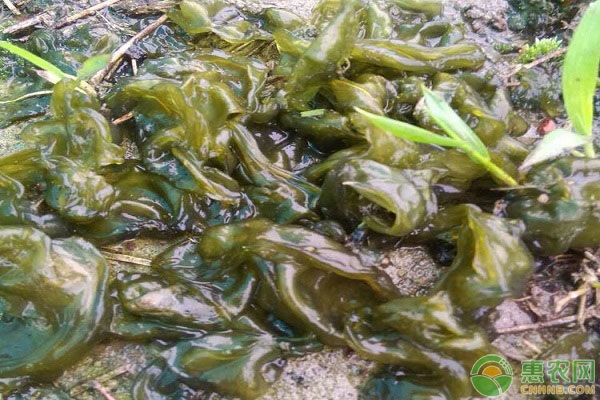 雷公菌怎么種植？-圖片版權(quán)歸惠農(nóng)網(wǎng)所有