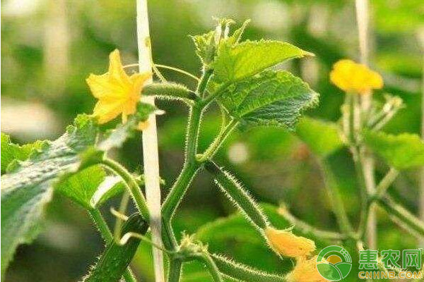 黄瓜苗嫁接技术和要点-图片版权归惠农网所有