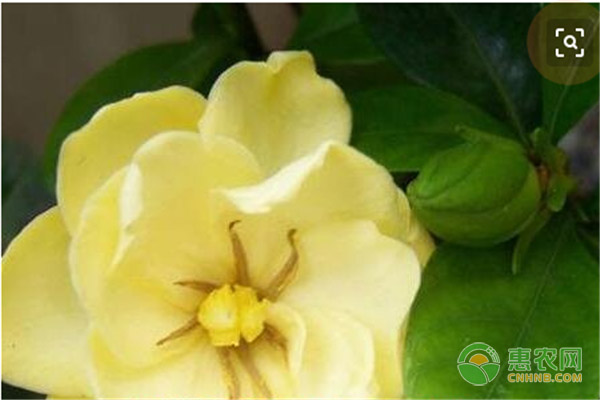 梔子花黃葉的原因是哪些？有什么處理方法？-圖片版權(quán)歸惠農(nóng)網(wǎng)所有