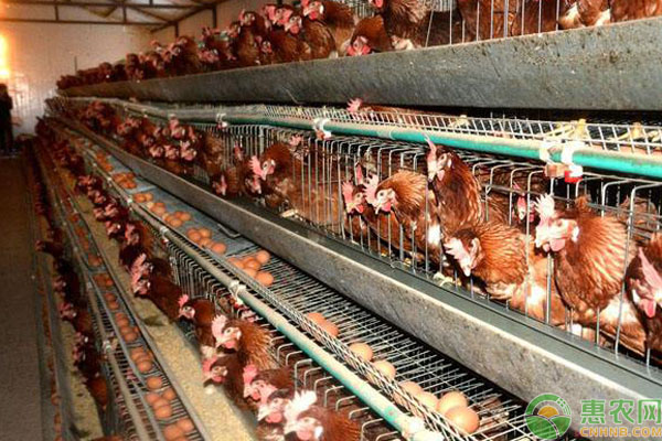 鸡群热应激症状、危害、防治要点介绍-图片版权归惠农网所有