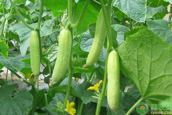 現(xiàn)在種植什么蔬菜最容易打理？夏季種菜首選它們！-圖片版權(quán)歸惠農(nóng)網(wǎng)所有