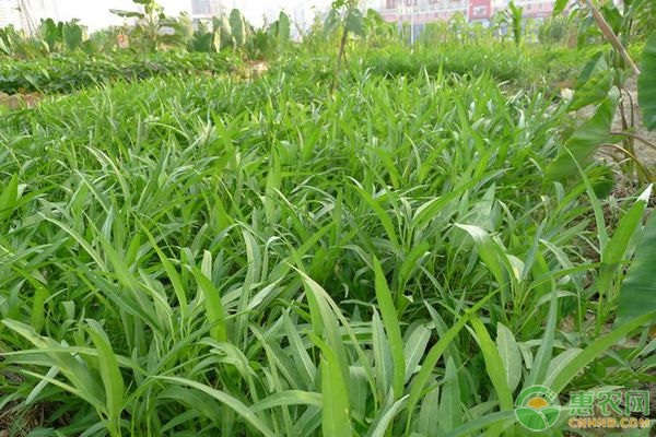 夏天種什么菜比較好還長得快？-圖片版權(quán)歸惠農(nóng)網(wǎng)所有