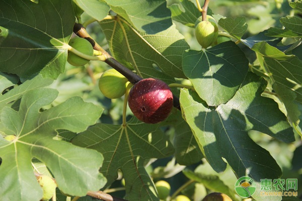 無花果什么時(shí)候結(jié)果？一年可以結(jié)幾次果？-圖片版權(quán)歸惠農(nóng)網(wǎng)所有