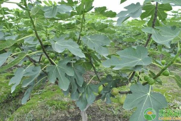 無花果什么時(shí)候結(jié)果？一年可以結(jié)幾次果？-圖片版權(quán)歸惠農(nóng)網(wǎng)所有
