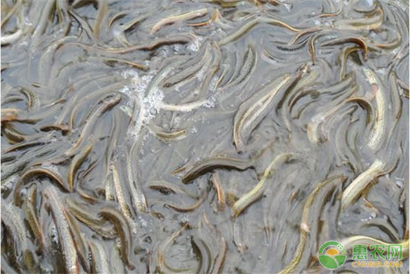 大棚泥鰍的養(yǎng)殖技術(shù)-圖片版權(quán)歸惠農(nóng)網(wǎng)所有