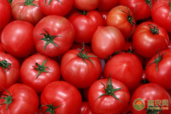 现在西红柿多少钱一斤？2020年西红柿价格预测