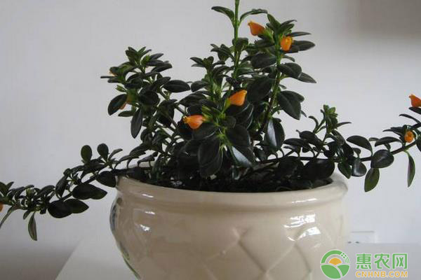 金魚吊蘭一年開幾次花？開花期如何養(yǎng)護(hù)？-圖片版權(quán)歸惠農(nóng)網(wǎng)所有