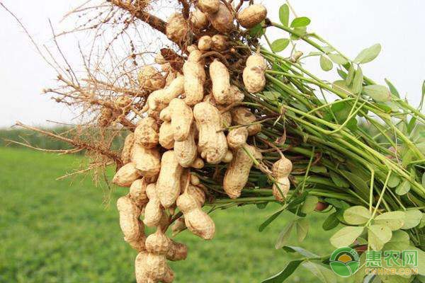 花生的種植時(shí)間和方法-圖片版權(quán)歸惠農(nóng)網(wǎng)所有