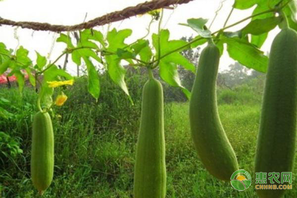 丝瓜种植时间及技术要点-图片版权归惠农网所有