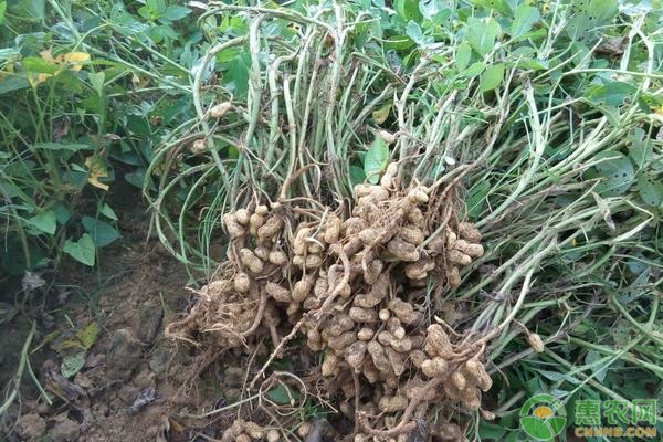 花生的種植時(shí)間和方法-圖片版權(quán)歸惠農(nóng)網(wǎng)所有
