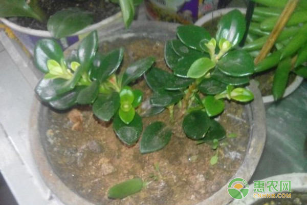 金魚吊蘭一年開幾次花？開花期如何養(yǎng)護(hù)？-圖片版權(quán)歸惠農(nóng)網(wǎng)所有