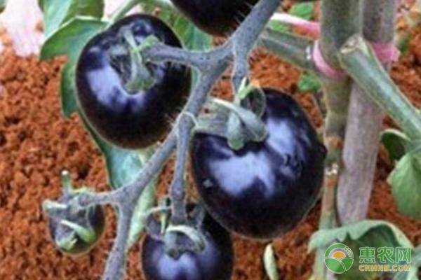 黑番茄怎么判断是否熟了？种植前景怎么样？