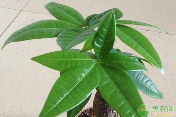 發(fā)財(cái)樹(shù)樹(shù)樁怎么催芽？-圖片版權(quán)歸惠農(nóng)網(wǎng)所有