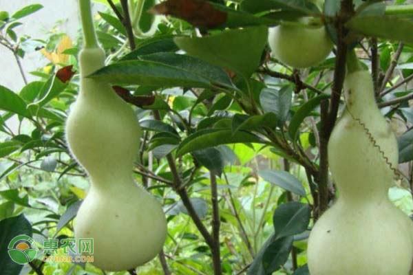 葫蘆種植時(shí)間和方法-圖片版權(quán)歸惠農(nóng)網(wǎng)所有