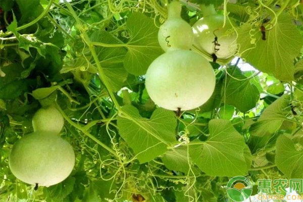 葫蘆種植時(shí)間和方法-圖片版權(quán)歸惠農(nóng)網(wǎng)所有