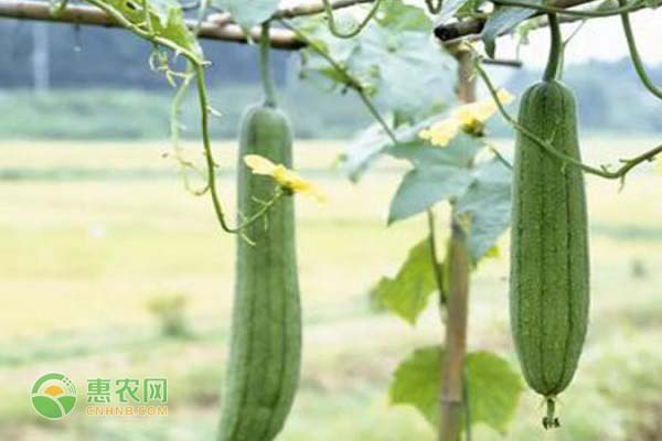 絲瓜的種植時(shí)間和方法-圖片版權(quán)歸惠農(nóng)網(wǎng)所有