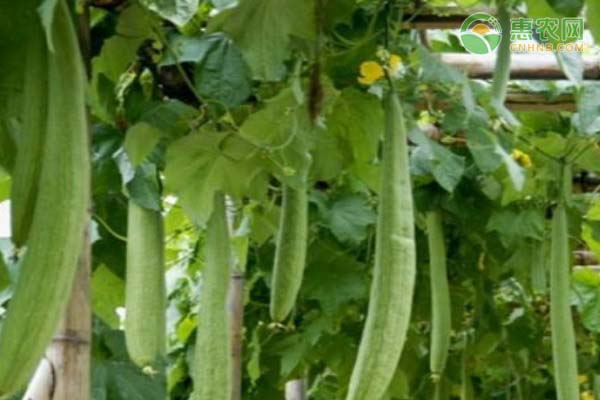 絲瓜的種植時(shí)間和方法-圖片版權(quán)歸惠農(nóng)網(wǎng)所有