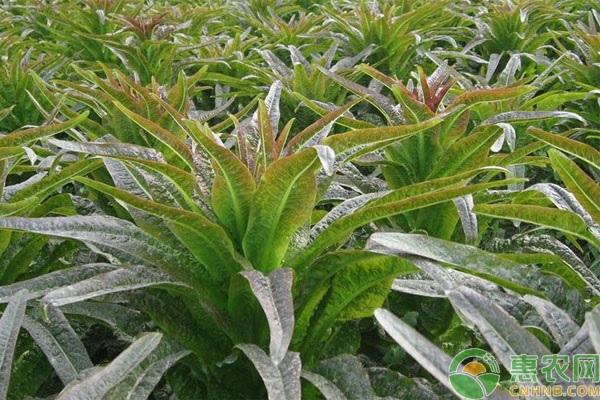 夏季萵筍播種時間和種植方法-圖片版權(quán)歸惠農(nóng)網(wǎng)所有