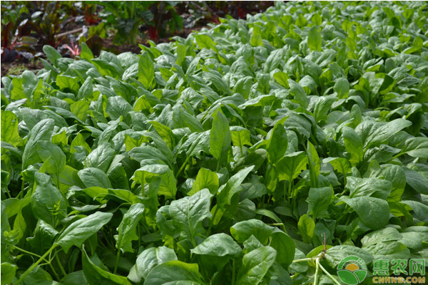 夏季菠菜种植管理要点-图片版权归惠农网所有