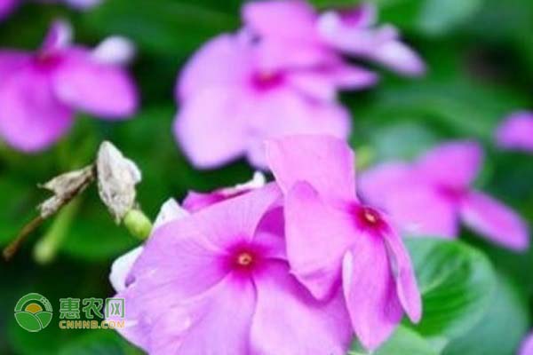 長春花的養(yǎng)殖方法和注意事項-圖片版權(quán)歸惠農(nóng)網(wǎng)所有