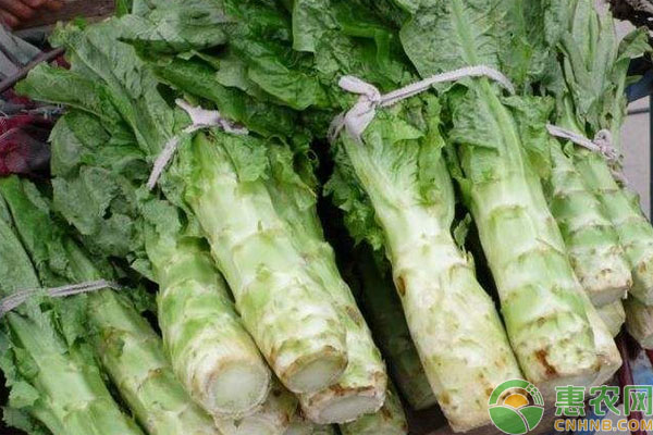 夏季萵筍播種時間和種植方法-圖片版權(quán)歸惠農(nóng)網(wǎng)所有