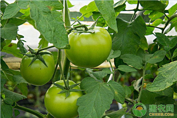 西红柿怎么吃？一天最多吃几个？有哪些功效和作用？
