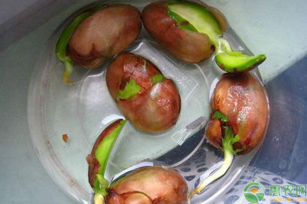 菠蘿蜜的核能種嗎？菠蘿蜜核盆栽的方法-圖片版權(quán)歸惠農(nóng)網(wǎng)所有
