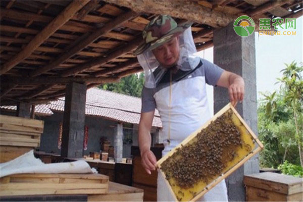 惠农网锤炼致富带头人，泸溪县张明养蜂酿就甜蜜生活