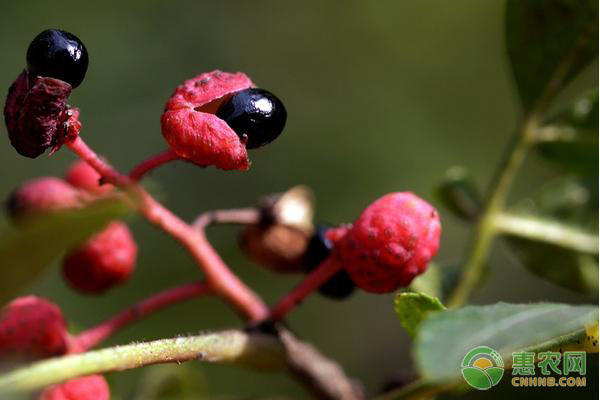 花椒樹的種植方法及管理技術(shù)-圖片版權(quán)歸惠農(nóng)網(wǎng)所有