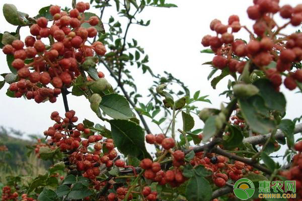 花椒樹的種植方法及管理技術(shù)-圖片版權(quán)歸惠農(nóng)網(wǎng)所有