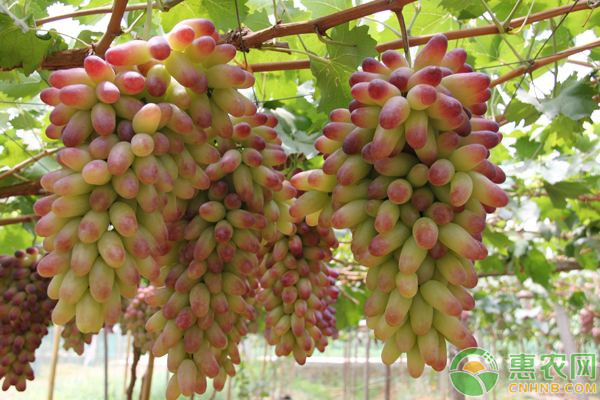 葡萄7-9月份种植管理要点-图片版权归惠农网所有