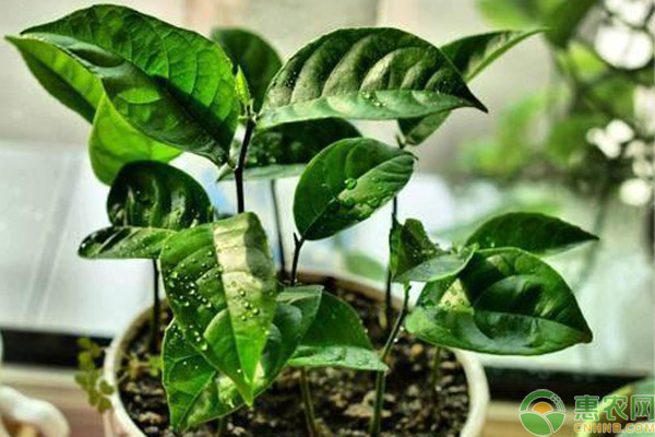 菠蘿蜜的核能種嗎？菠蘿蜜核盆栽的方法-圖片版權(quán)歸惠農(nóng)網(wǎng)所有