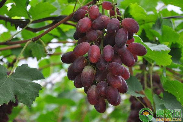 葡萄7-9月份种植管理要点-图片版权归惠农网所有