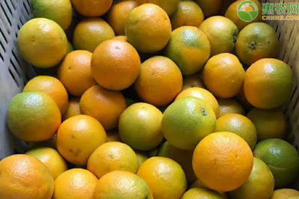 夏橙批发多少钱一斤？2020夏橙价格最新行情